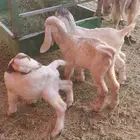 عنز تحتها 3 تيوس