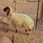 ذبائح نعيم فل شحم يوجد ذبح التوصيل