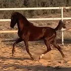 للبيع احصان سبوقق وشخصيه