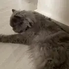 قطط