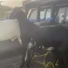 جفران بلدي مخصاة