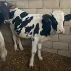 عجول للبيع وبحالة سليمة بعمر سنه وسنتين