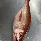 سمك طازج