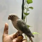 اليف هدد نشبه شرط