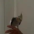 طير