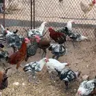 ديكه للبيع