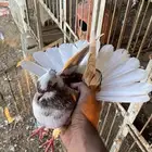 ذكر حمام قلاب
