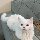 قطط لتبنى