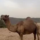 فحل باكستاني
