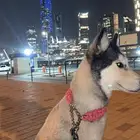 الرياض