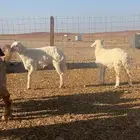 طليان خاروف ورخل