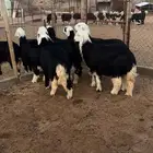 للبيع رخال نجد