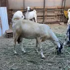 للبيع معزا بيشيات صنف