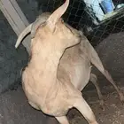 عنز جنوبيه