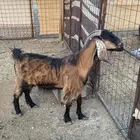 نعجه والد وعنز