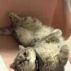 قطه انثى الليفه