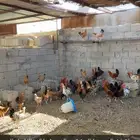 دجاج بلدي العمر 4 الي 5 شهور