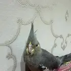 ببغاء كروان أليف جدا  ما يعض وحتا لا عضك ما راح تحس فيها