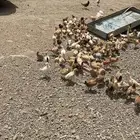 دجاج بلدي