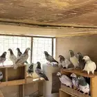 حمام باكستاني