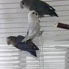 طيور روز غير أليفه