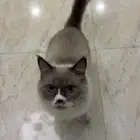 قطو هملايا للتبني