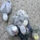 فروخ روز غر