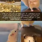 هامستر سوري اليف جدا للبيع