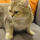 للبيع انثى سكوتش