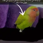 طير روز مفقود الي يحصله يكلمني