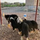 للبيع رخال
