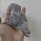 فرخ كنيور اناناس