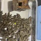 عرض صيدة عود رقم (1)