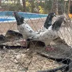 حمام باكستاني