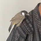 بلبول تربيه