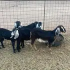 جفار طيبه