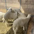 حريات طيبات
