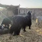 تيس عارضي ع جميع الشروط