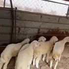 خرفان ومقاني ضان