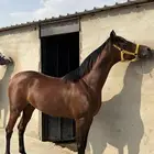 حصان واهو كفو
