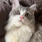 قط للتبني