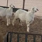 ذبايح طليان مقفله شحم