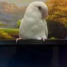 روز أليف