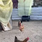 دجاج تركي