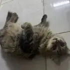 قط شيرازي للبيع