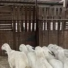 طليان حري حبصي ذبائح نظاف شرط