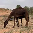 خلفه تحتها بكره هديه تم البيع