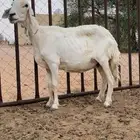 دفيع فحص حريات