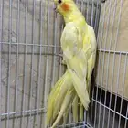 أنثى كروان لتينو منتجه شرط