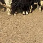 غنم نجد مراح للبيع